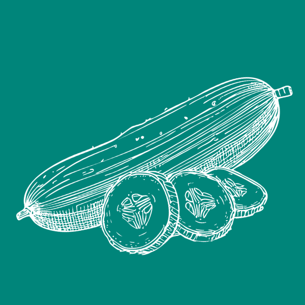 Cucumber