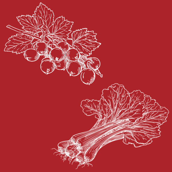 blackcurrant rhubarb